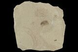 Fossil Weevil (Snout Beetle) - Green River Formation, Utah #101614-1